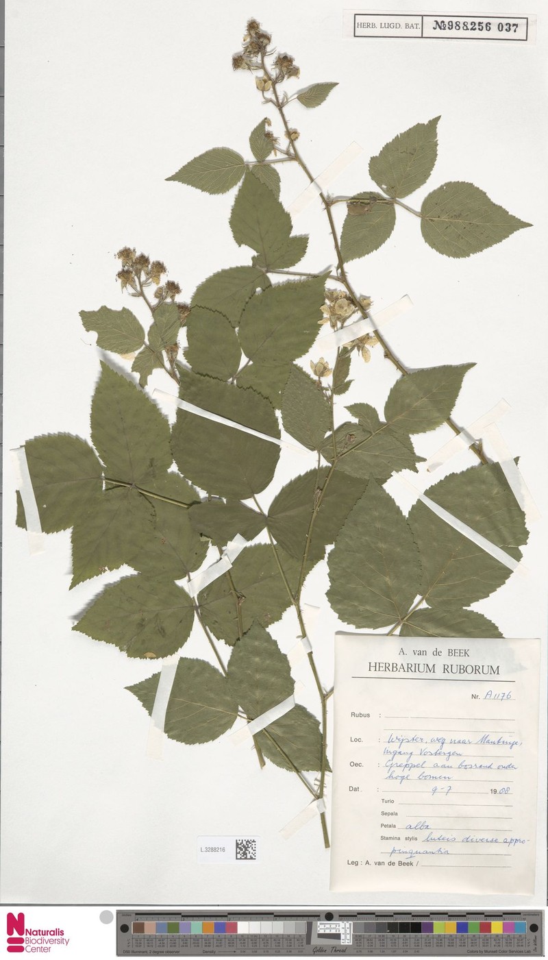 Rubus phoenicacanthus photo 6