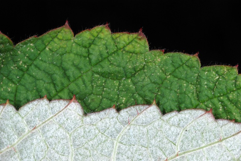 Wine Raspberry photo 2