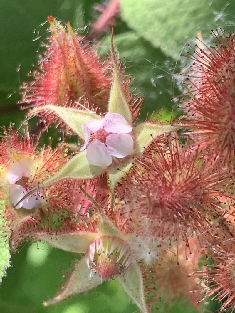 Wine Raspberry photo 4
