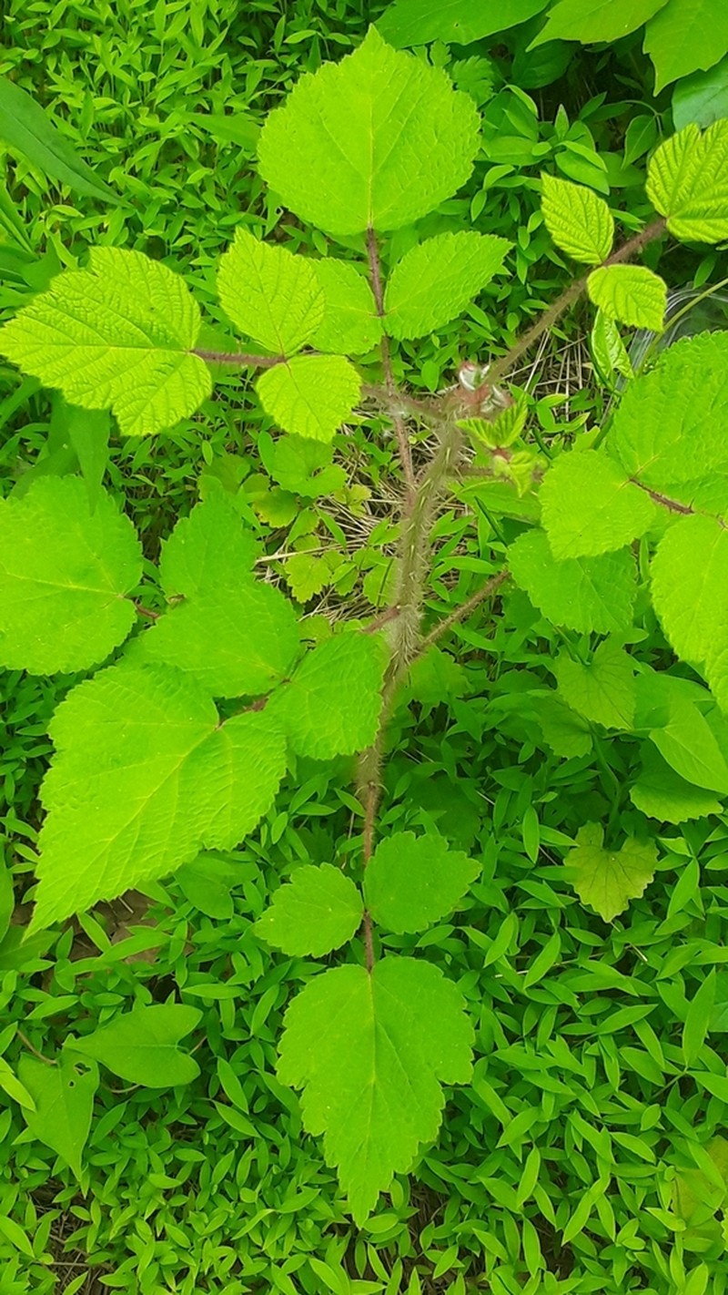 Wine Raspberry photo 5