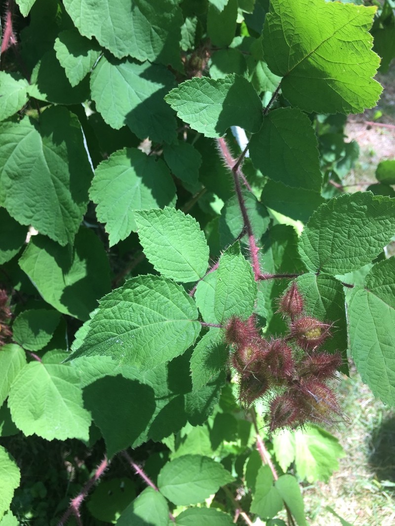 Wine Raspberry photo 7