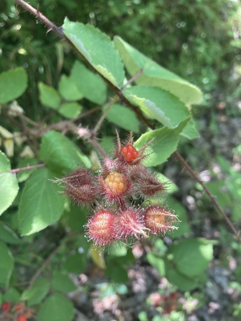 Wine Raspberry photo 8