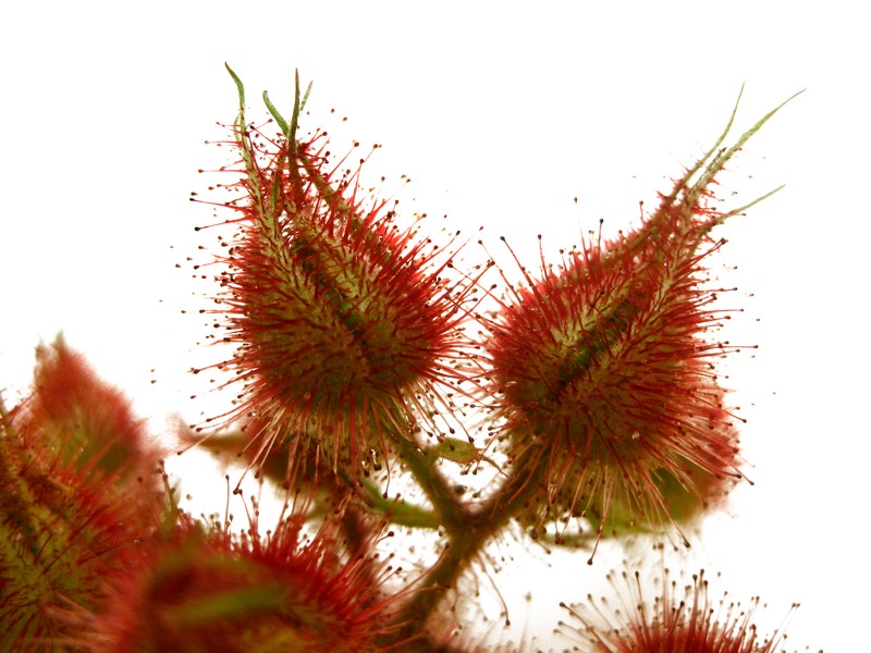 Wine Raspberry photo 5