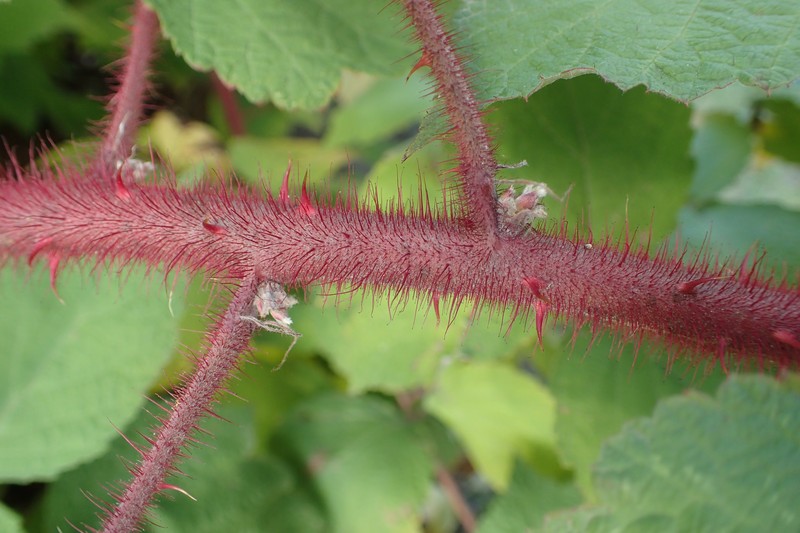 Wine Raspberry photo 2
