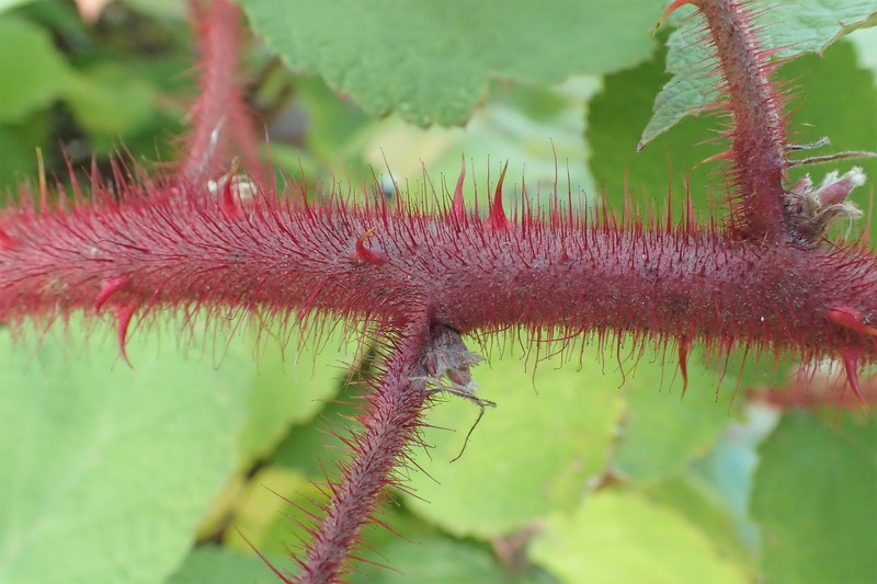 Wine Raspberry photo 3