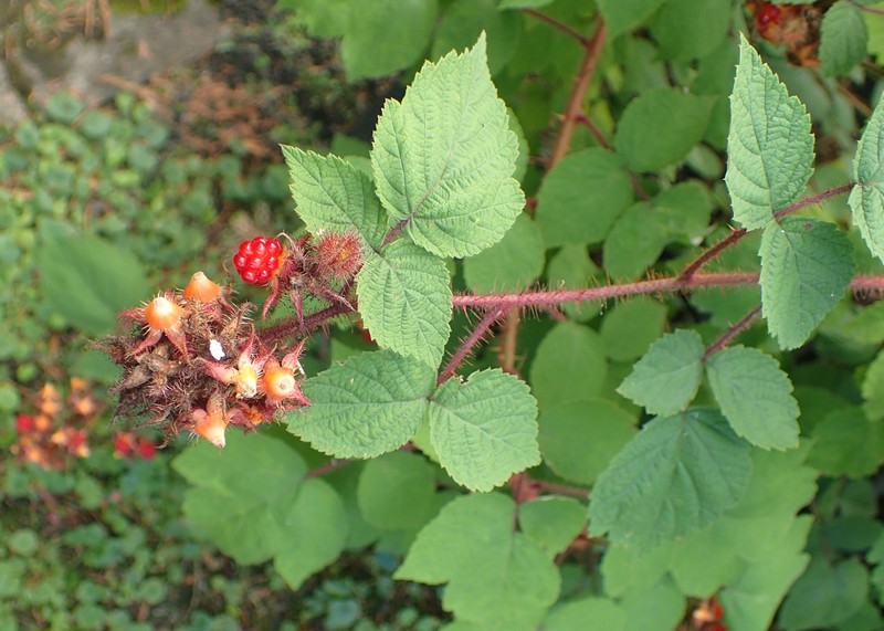 Wine Raspberry photo 4
