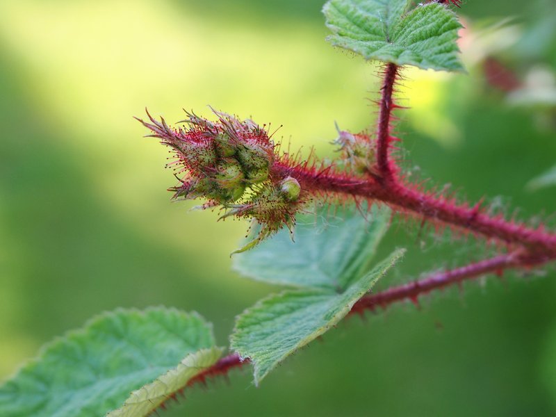 Wine Raspberry photo 8