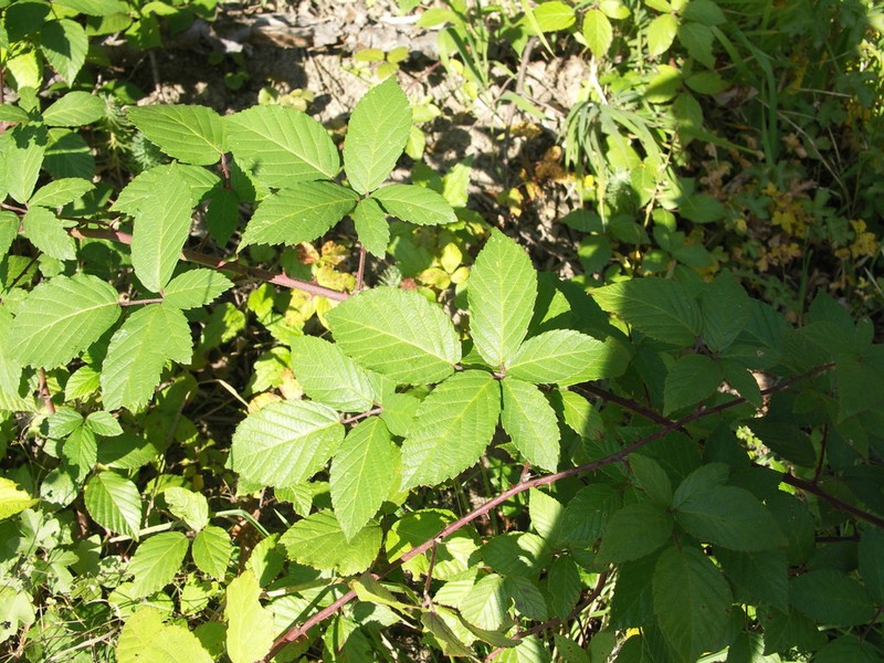 Rubus phyllostachys