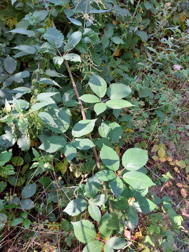 Rubus phyllostachys photo 2