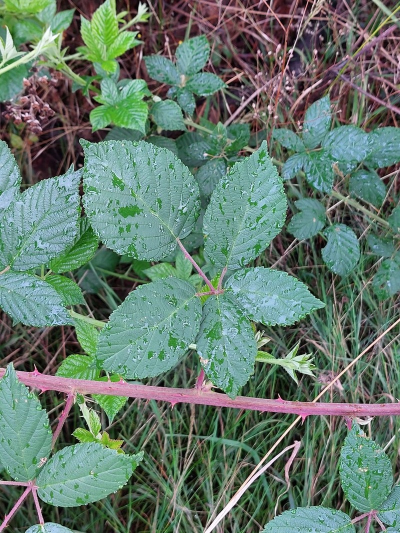 Rubus phyllostachys photo 3