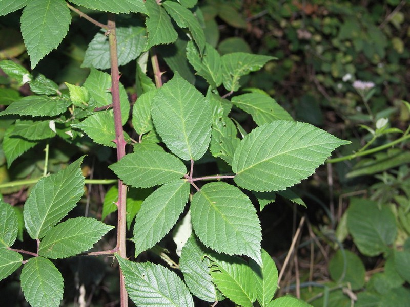 Rubus phyllostachys photo 4
