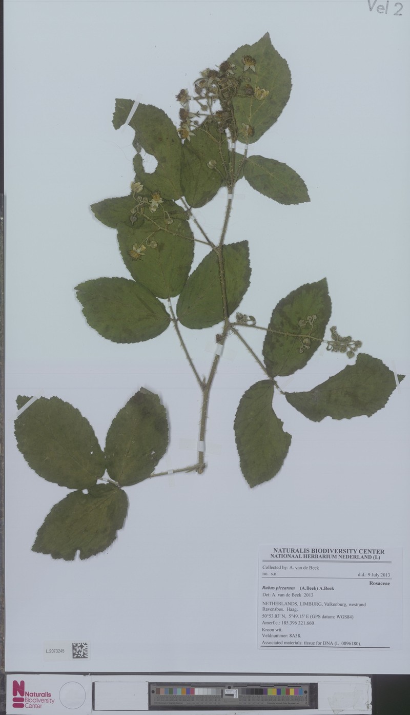 Rubus picearum