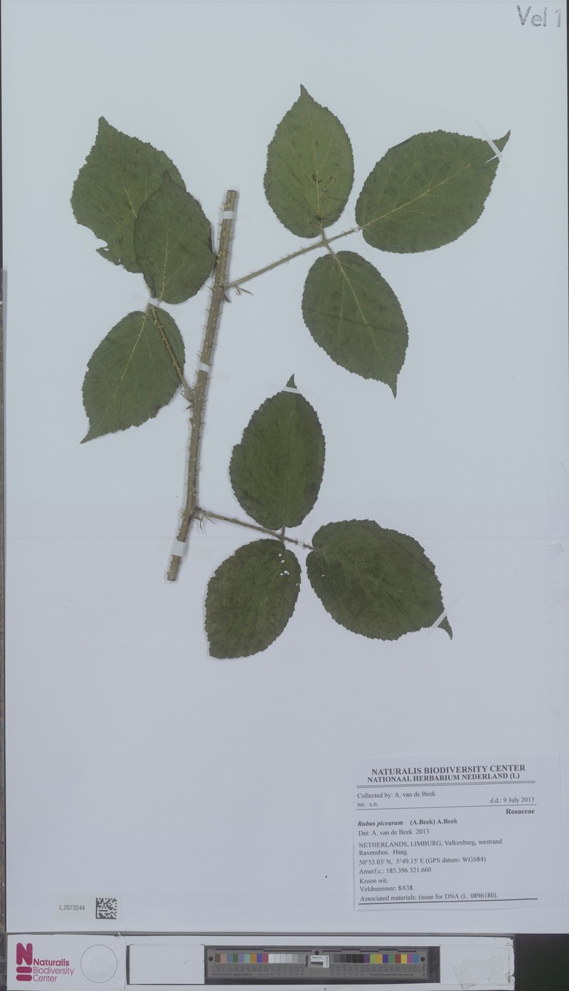 Rubus picearum photo 2