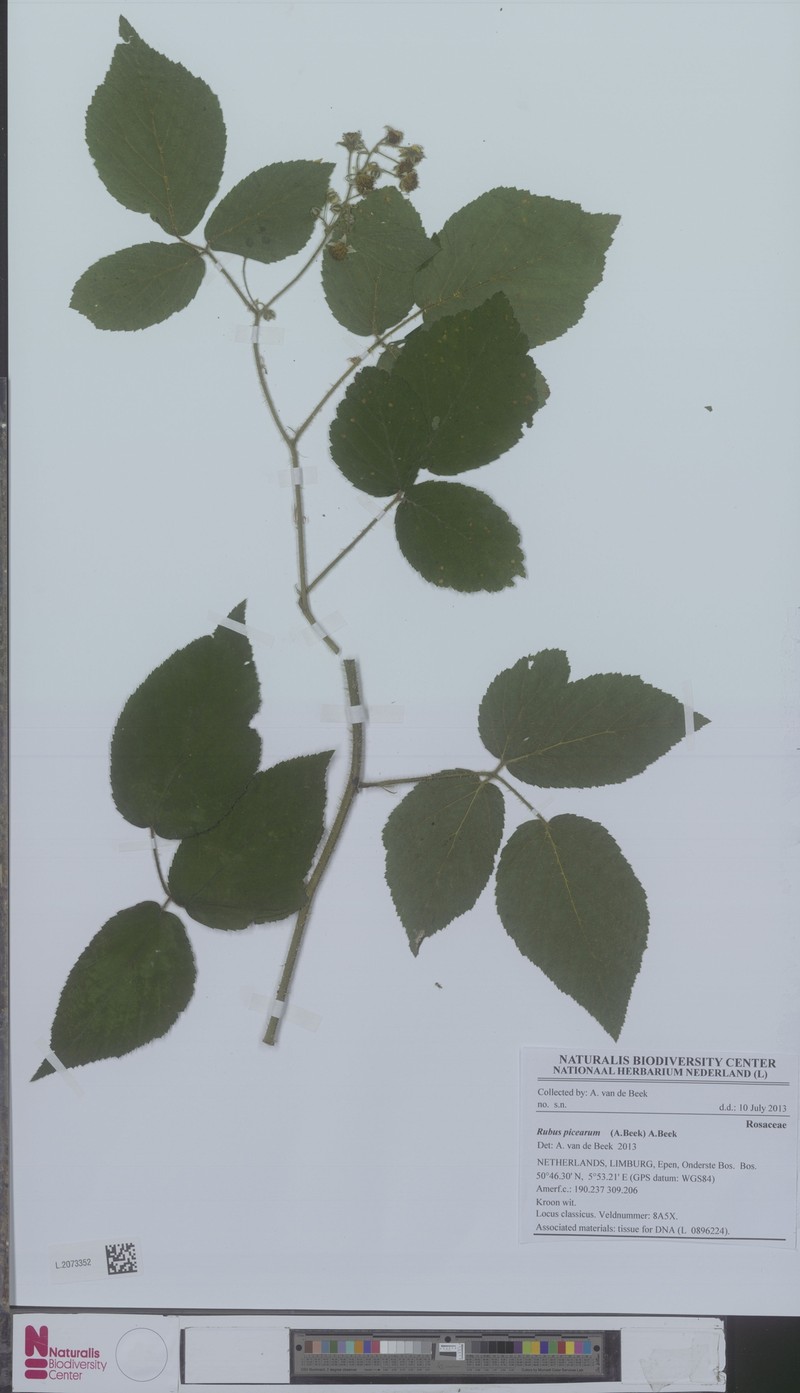 Rubus picearum photo 3