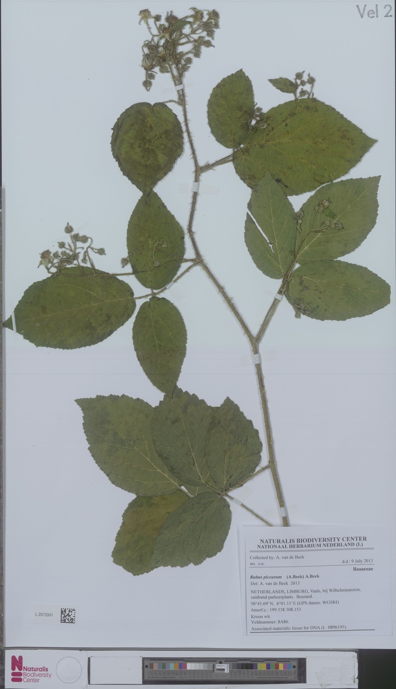 Rubus picearum photo 4