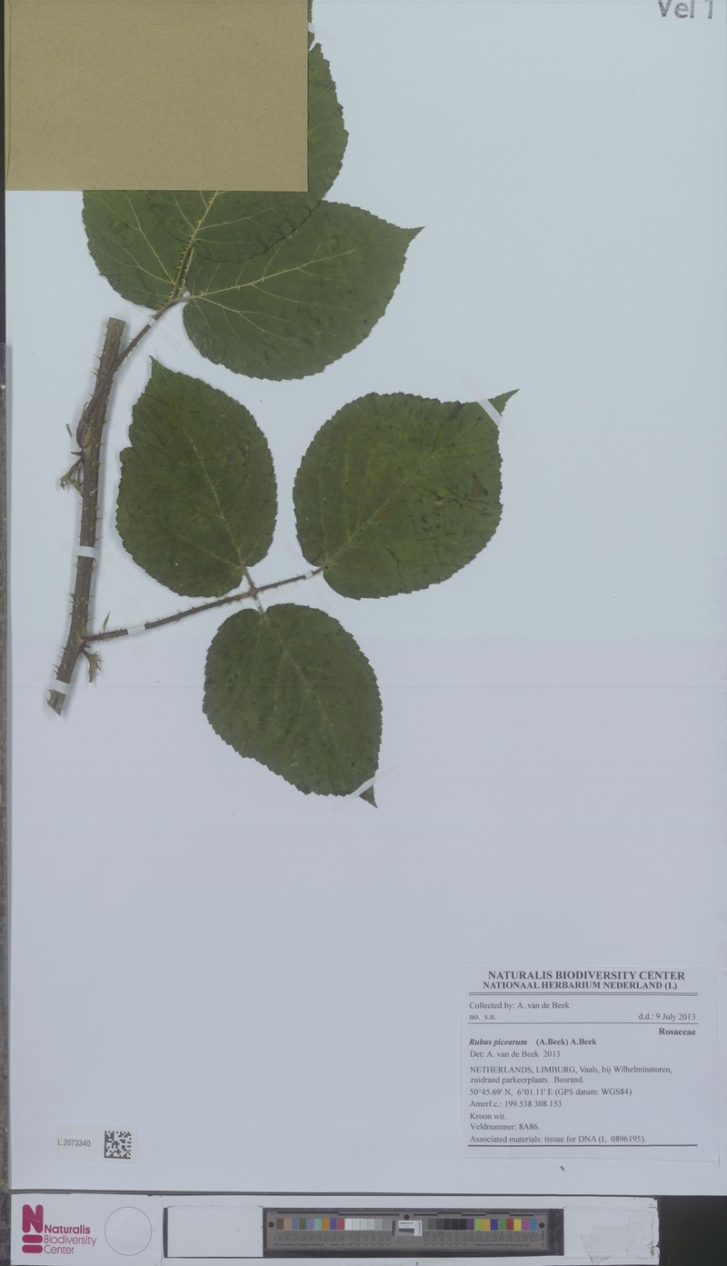 Rubus picearum photo 5