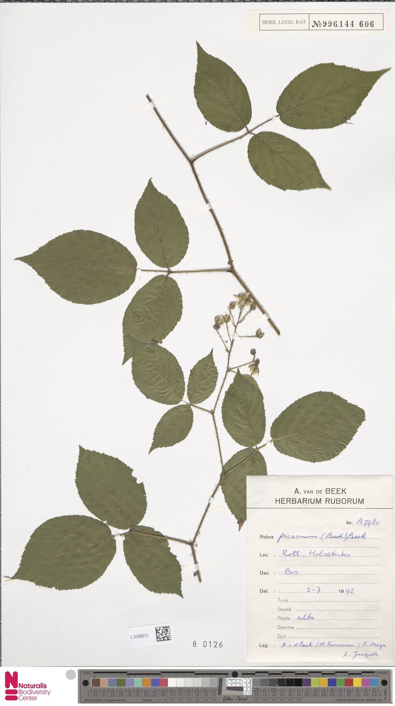 Rubus picearum photo 6