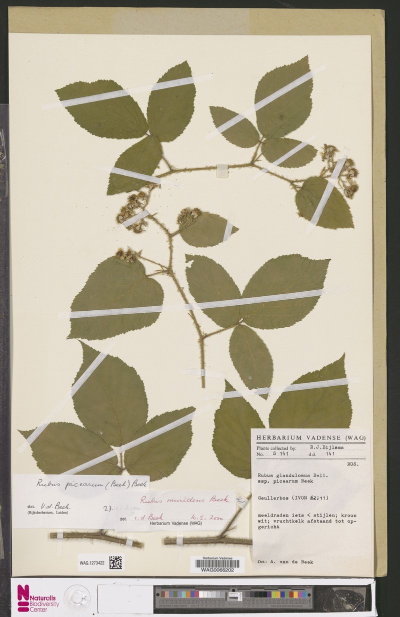 Rubus picearum photo 7