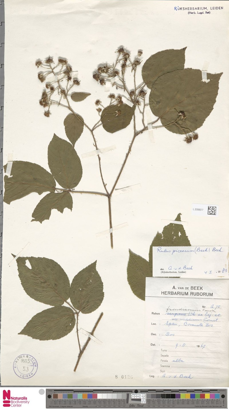 Rubus picearum photo 8
