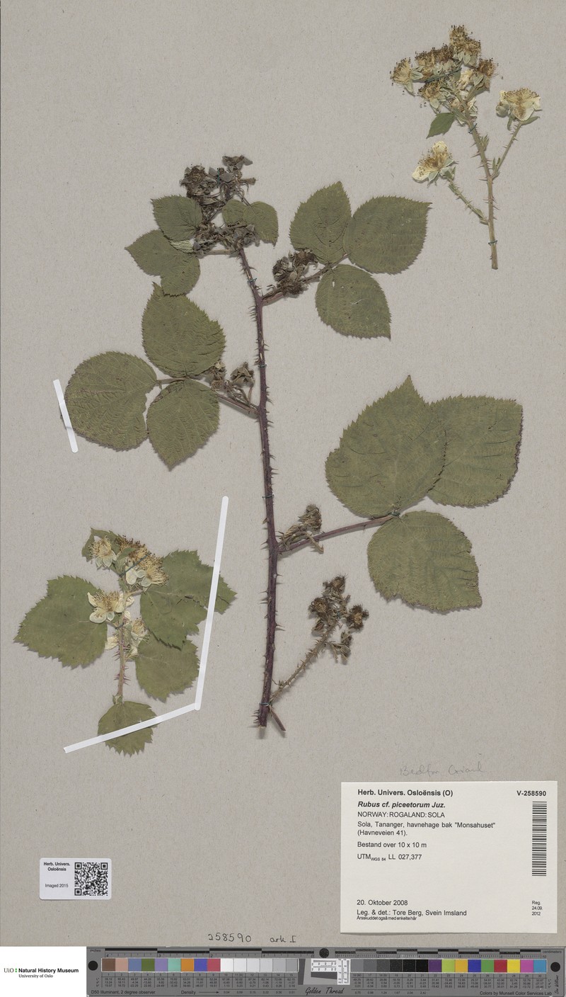 Rubus piceetorum