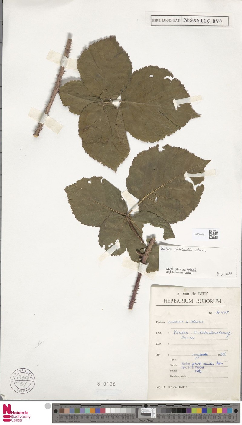 Rubus picticaulis