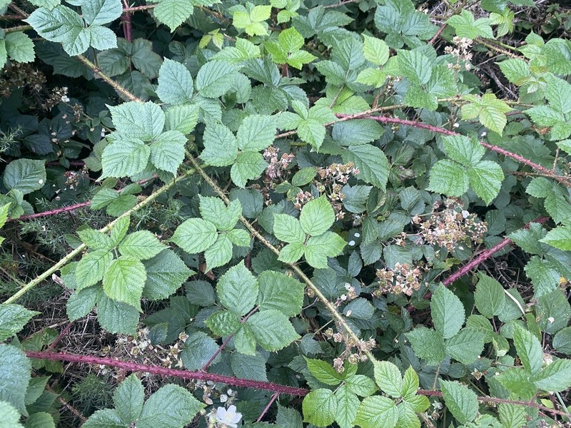 Rubus pictorum photo 2