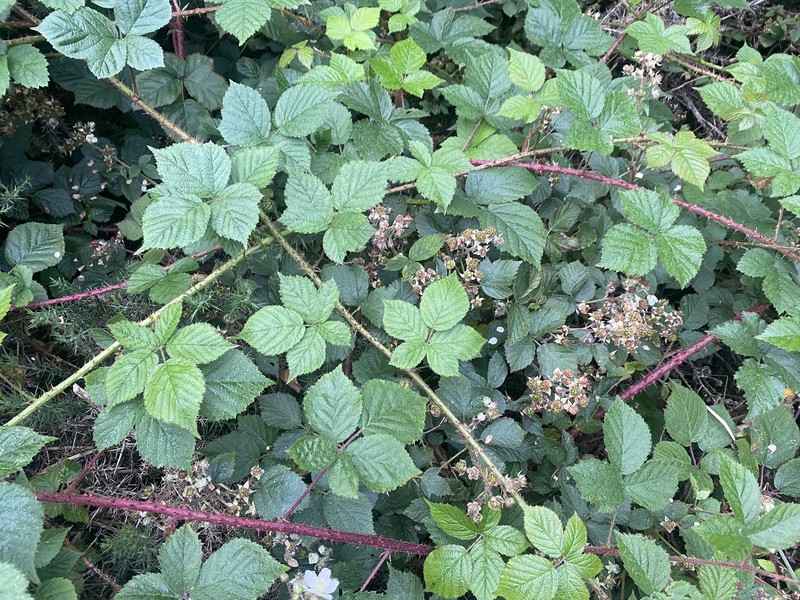 Rubus pictorum photo 3