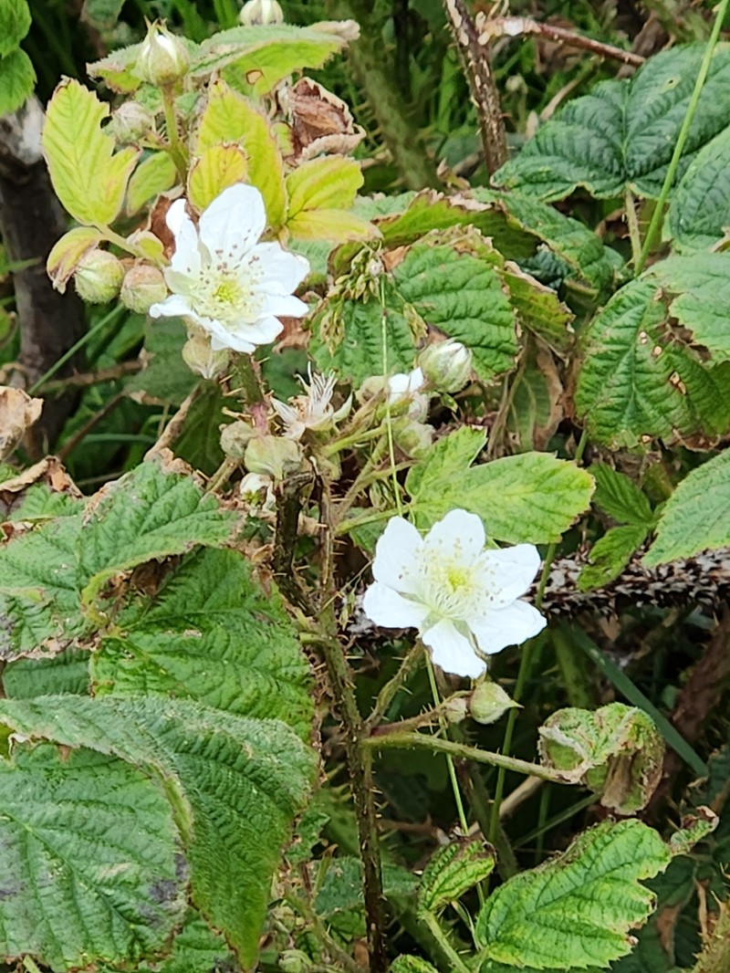 Rubus pictorum photo 4