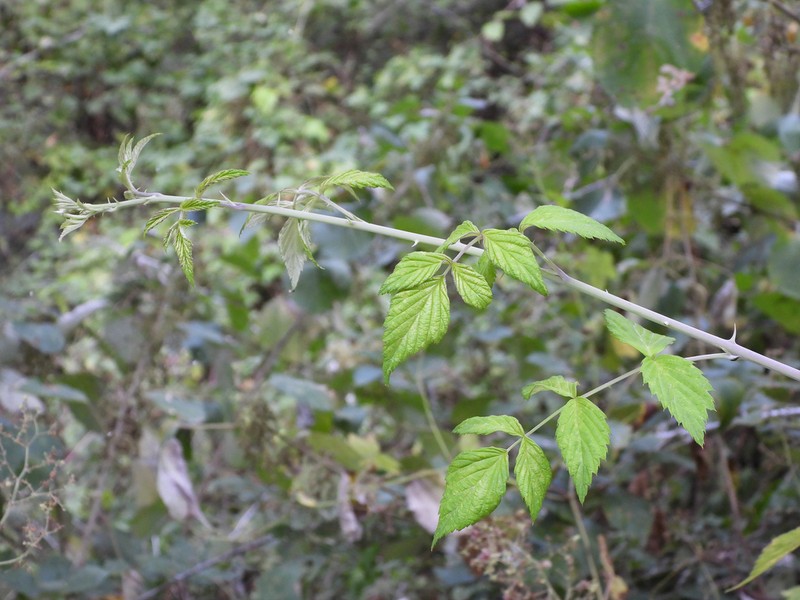 Rubus pileatus
