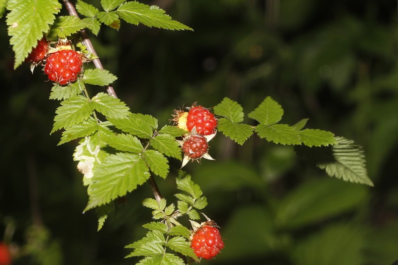 Rubus pileatus photo 3