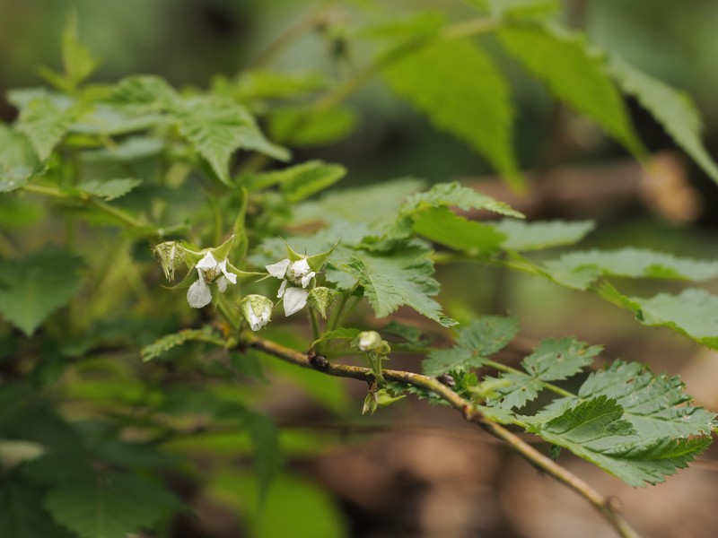 Rubus pileatus photo 4