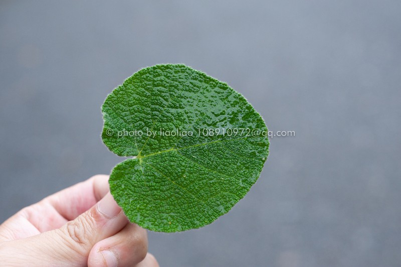 Rubus pinnatisepalus