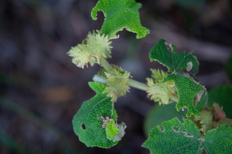 Rubus pinnatisepalus photo 2