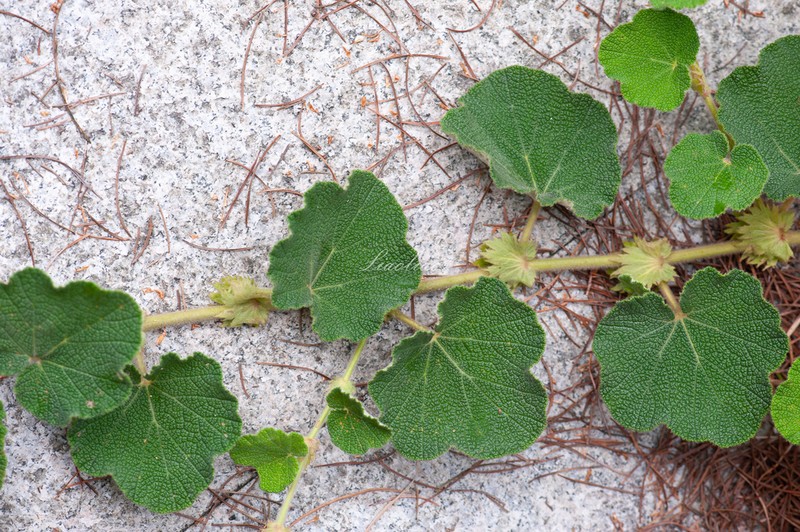 Rubus pinnatisepalus photo 5