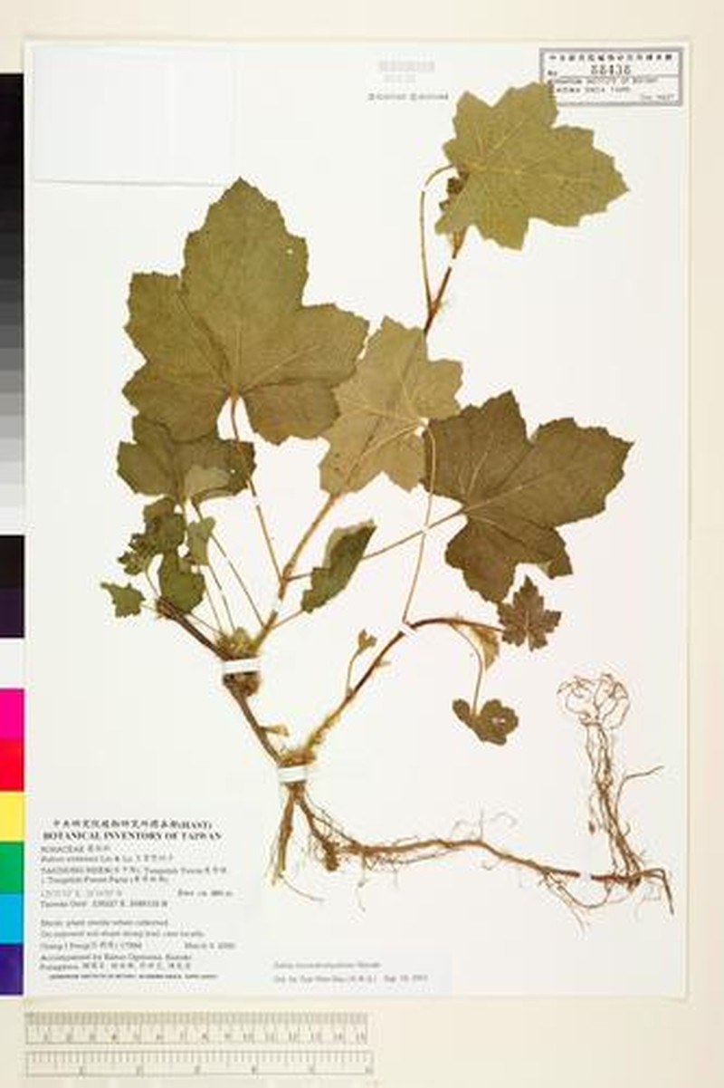 Rubus pinnatisepalus photo 6