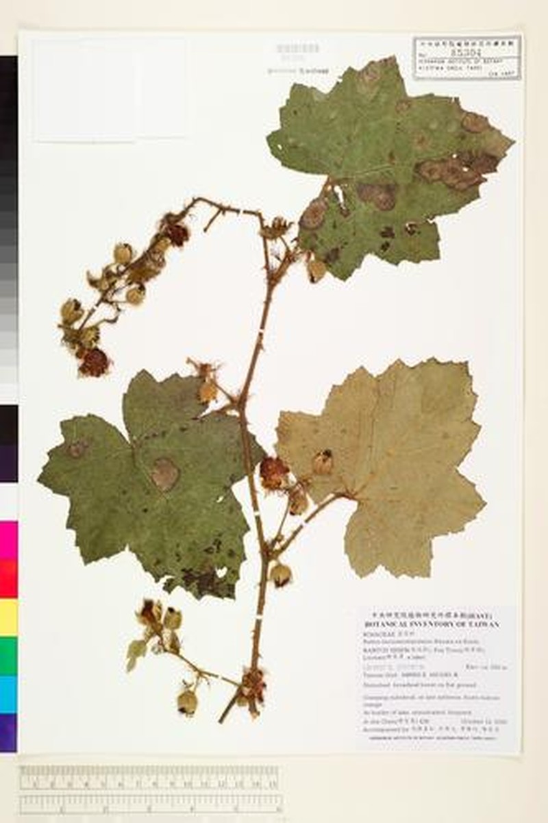 Rubus pinnatisepalus photo 7