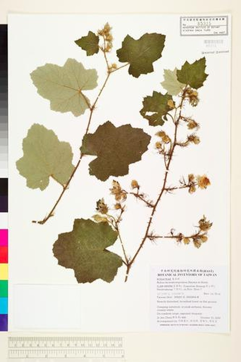 Rubus pinnatisepalus photo 8