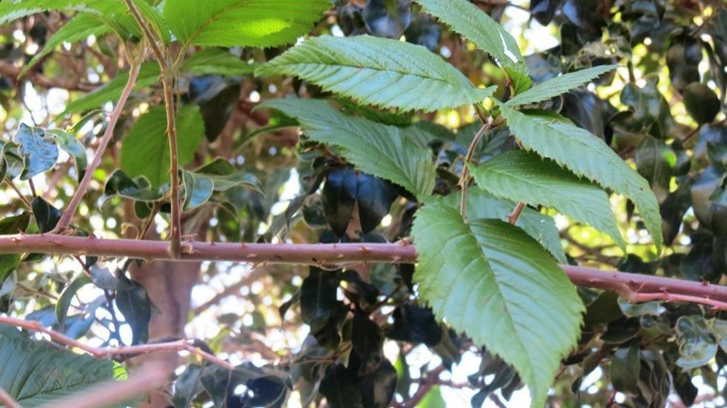 Rubus pinnatus
