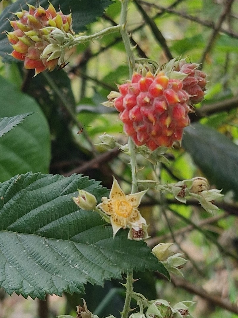 Rubus pinnatus photo 2