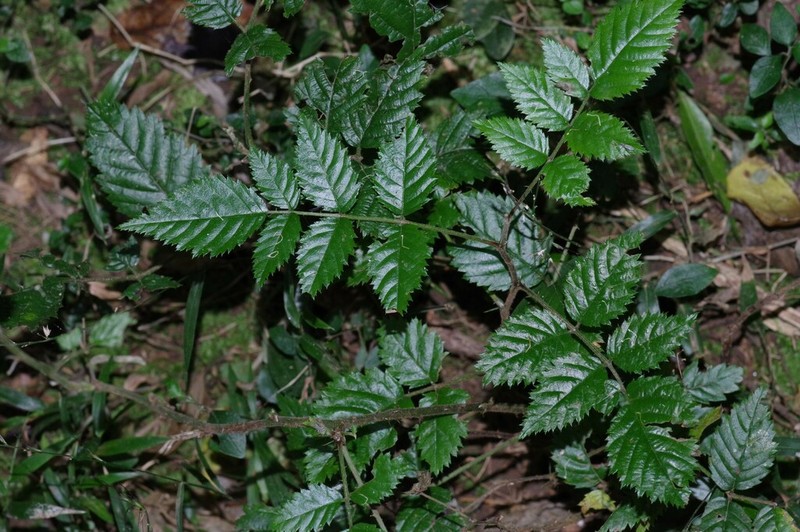 Rubus pinnatus photo 4