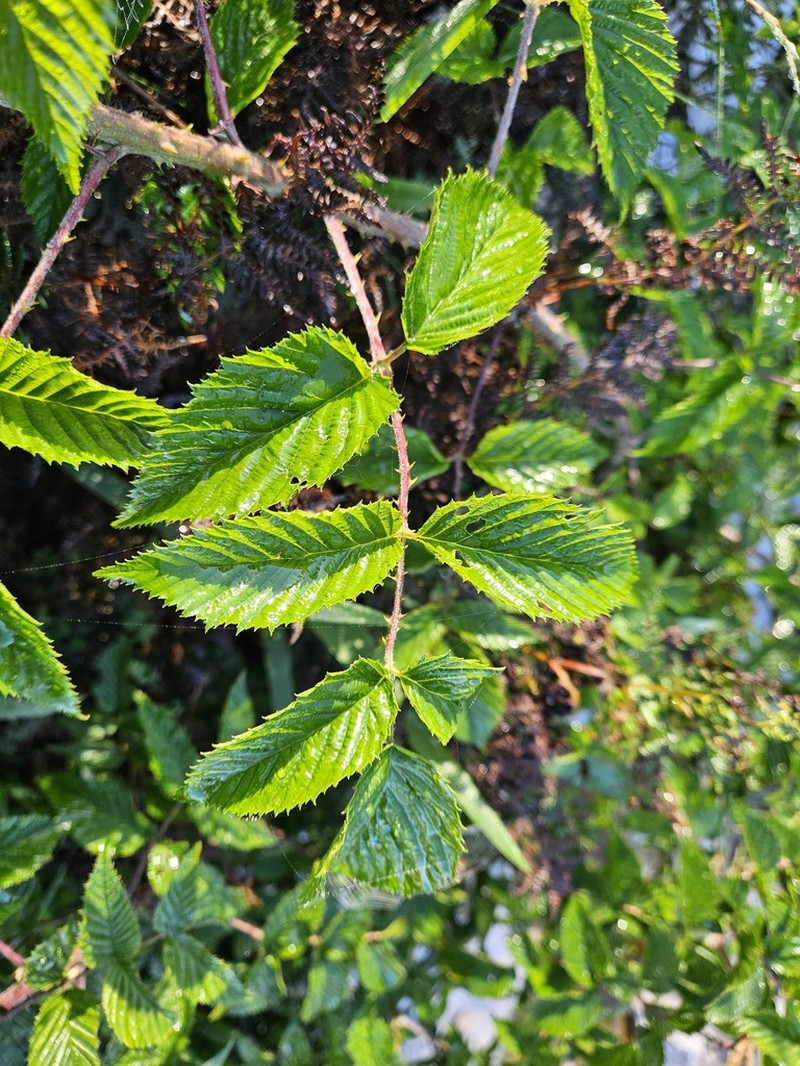 Rubus pinnatus photo 5