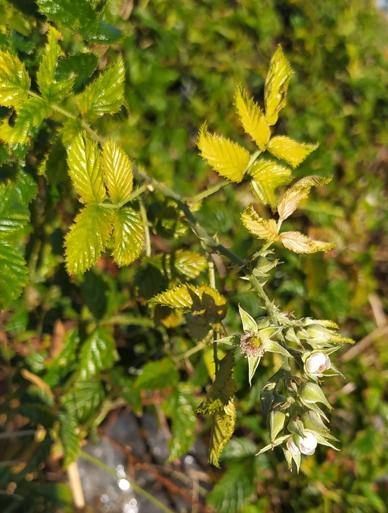 Rubus pinnatus photo 6