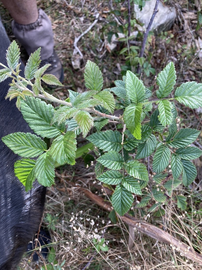 Rubus pinnatus photo 8