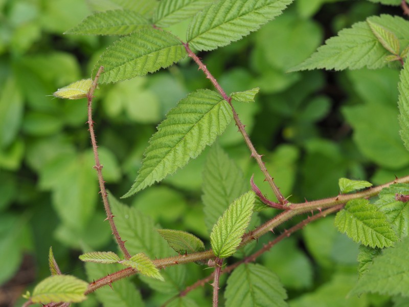 Rubus piptopetalus