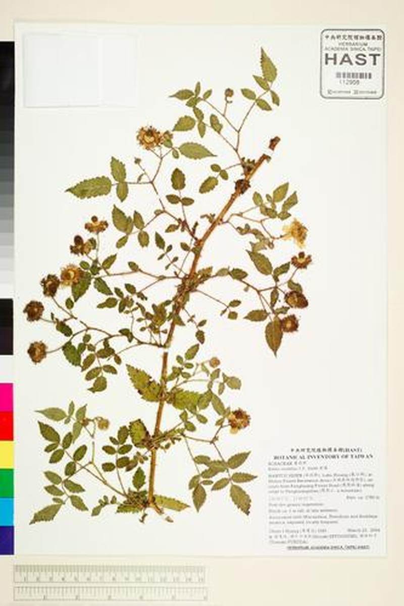 Rubus piptopetalus photo 2