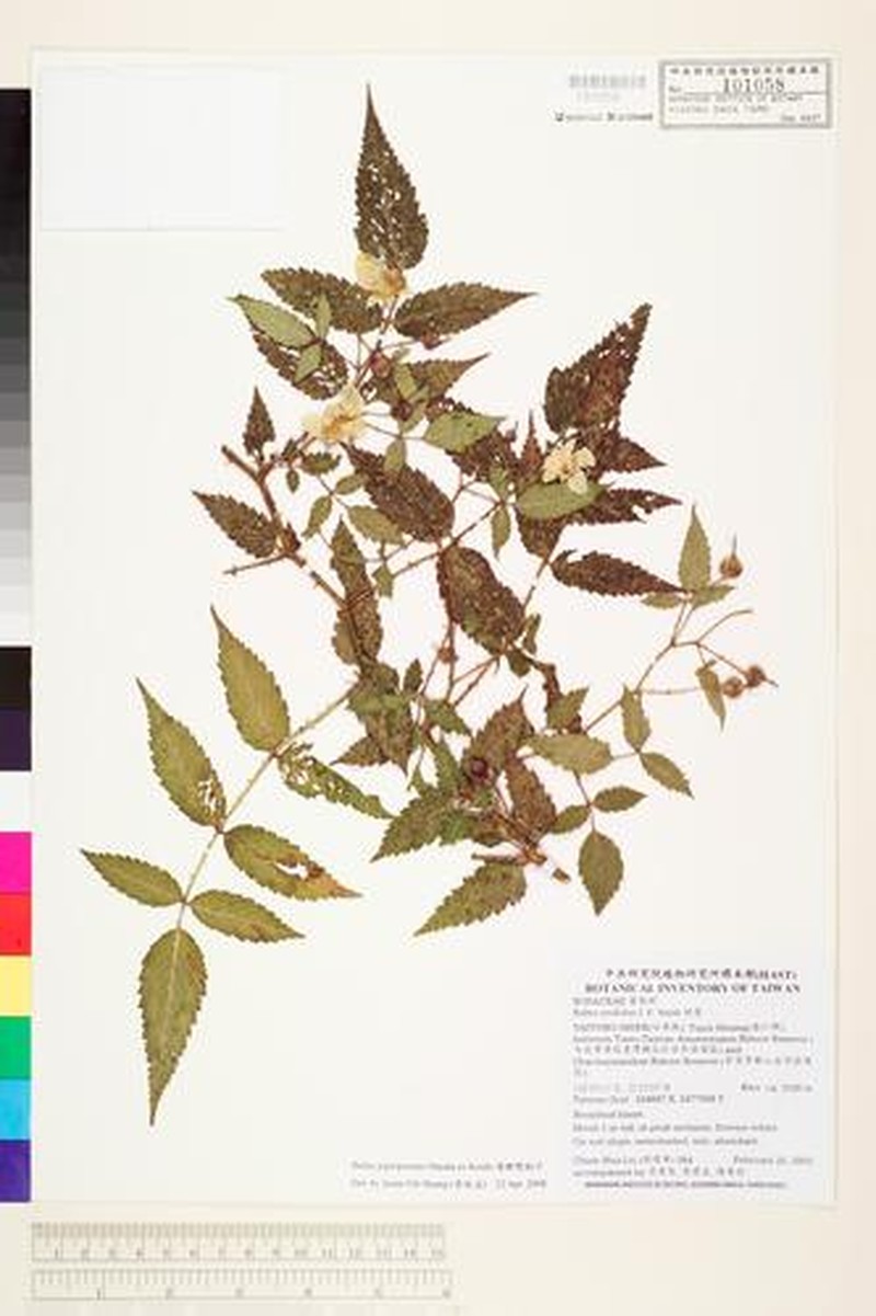 Rubus piptopetalus photo 3