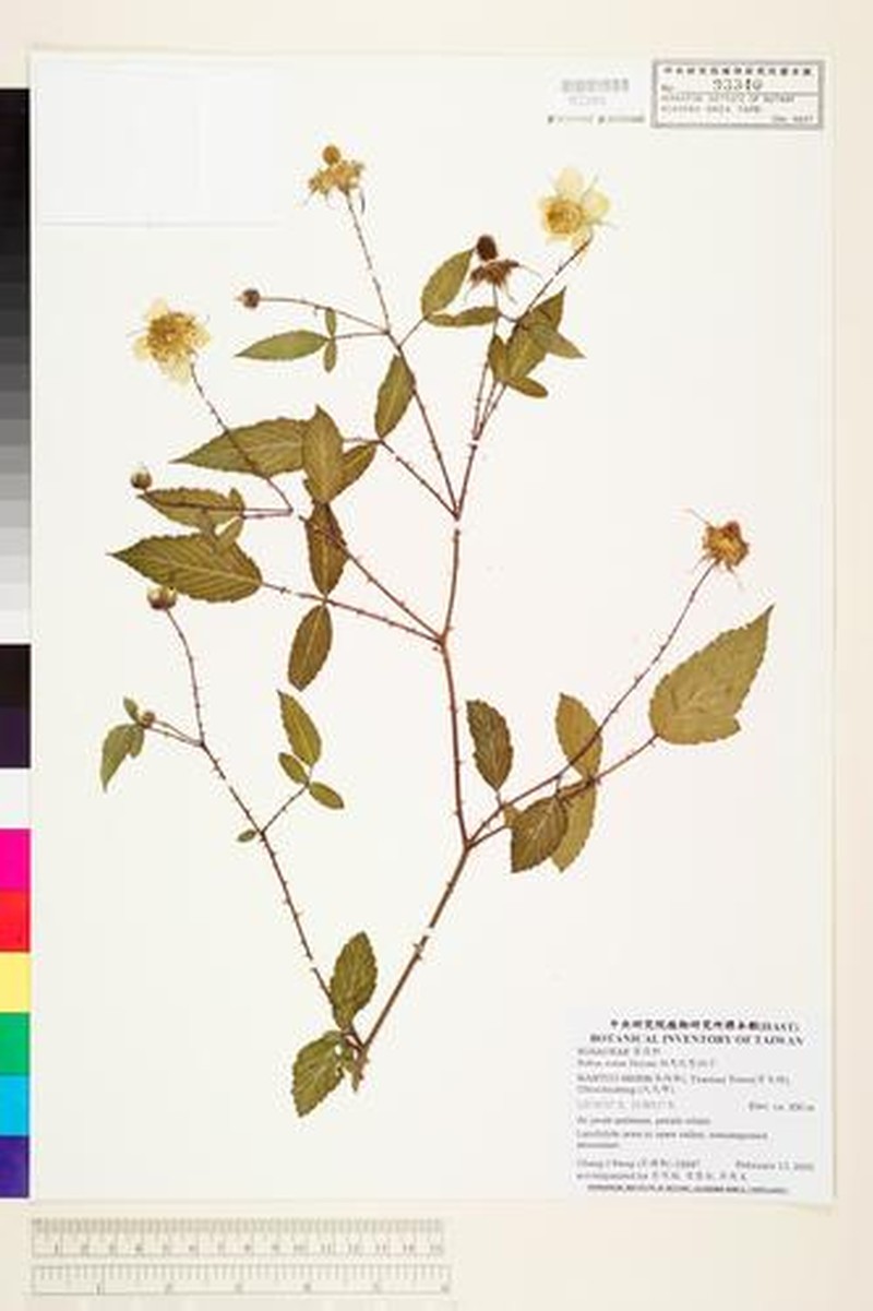 Rubus piptopetalus photo 4