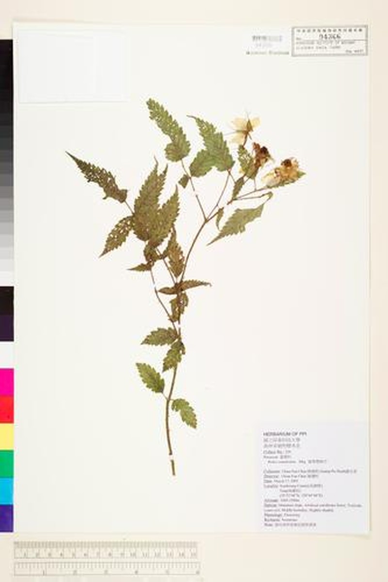 Rubus piptopetalus photo 5