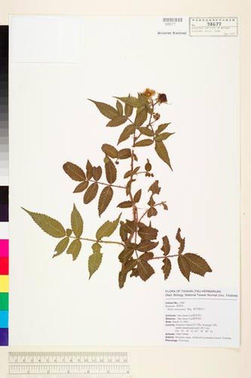 Rubus piptopetalus photo 6