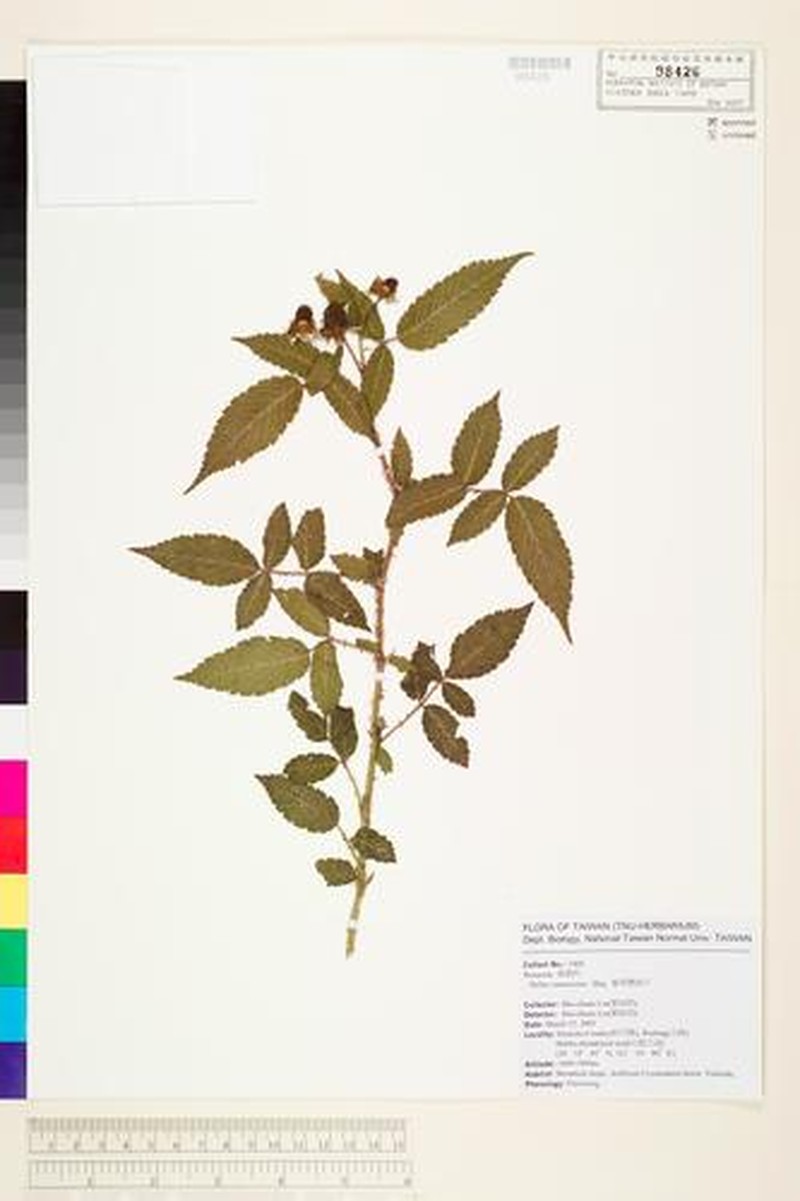 Rubus piptopetalus photo 7